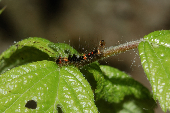 Bruco di Orgyia (Orgyia) antiqua